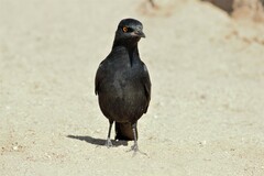 Onychognathus nabouroup