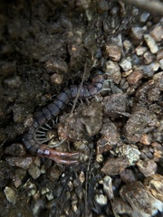 Scolopendra