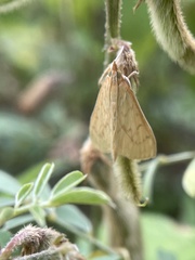 Pyraustini