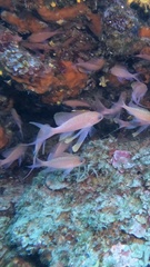 Anthias anthias