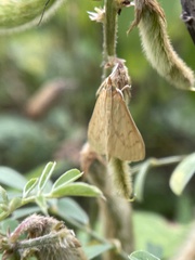 Pyraustini