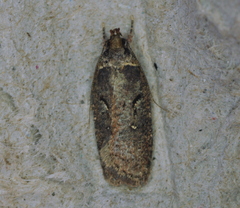 Agonopterix argillacea