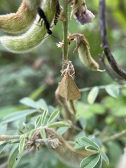Pyraustini
