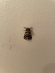 Ardices curvata
