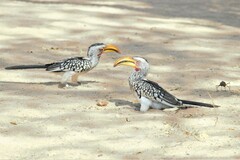Tockus leucomelas leucomelas