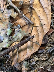 Hesperophasmatini
