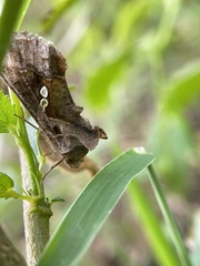 Chrysodeixis eriosoma