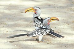 Tockus leucomelas leucomelas