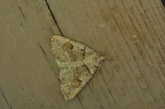 Zanclognatha laevigata