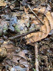 Hesperophasmatini