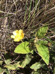 Sida cordifolia