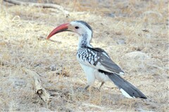 Tockus damarensis