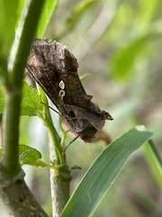 Chrysodeixis eriosoma