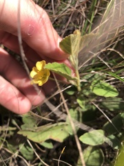 Sida cordifolia