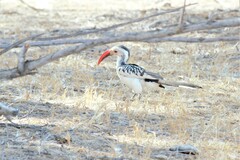 Tockus damarensis