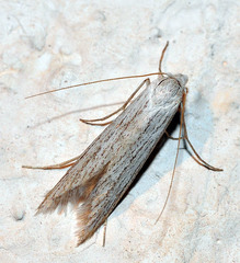 Pterolonche albescens