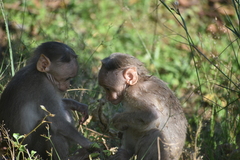 Macaca radiata