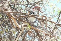 Tockus damarensis