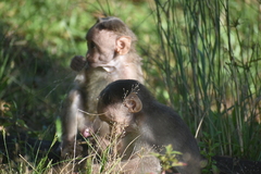 Macaca radiata