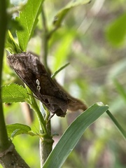 Chrysodeixis eriosoma