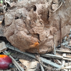 Provespa barthelemyi