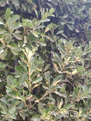 Euonymus japonicus