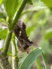 Chrysodeixis eriosoma