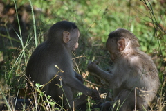 Macaca radiata