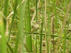 Phylloscopus fuscatus