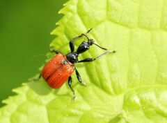Apoderus coryli