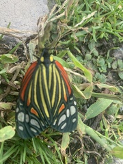 Campylotes histrionicus