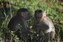 Macaca radiata