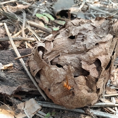 Provespa barthelemyi