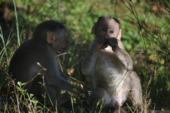 Macaca radiata