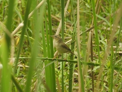 Phylloscopus fuscatus
