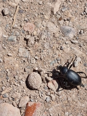 Tenebrioninae
