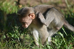 Macaca radiata