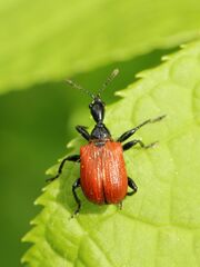 Apoderus coryli