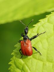 Apoderus coryli