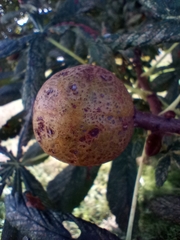 Aesculus × carnea