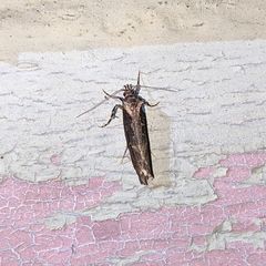 Atomotricha