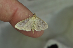 Herpetogramma aquilonalis