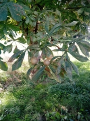 Aesculus × carnea