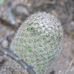 Escobaria chihuahuensis
