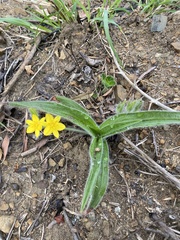 Hypoxis obtusa