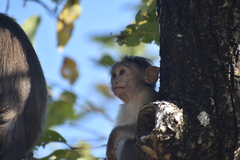 Macaca radiata