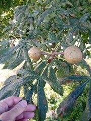 Aesculus × carnea