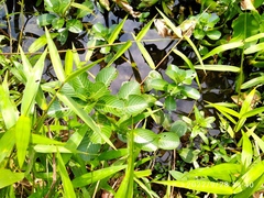 Ludwigia adscendens