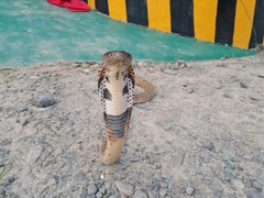 Naja sumatrana
