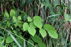 Aralia cordata